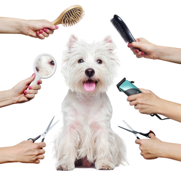 Pet Grooming and Wellness