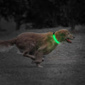 UUSB Rechargeable LED Dog Collar – Flashing Luminous Safety Light-up Nylon UK