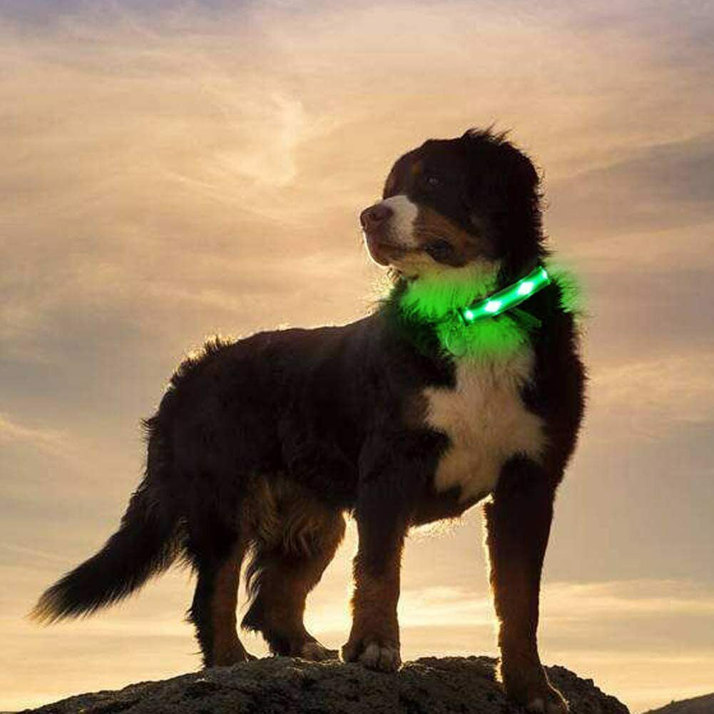 USB Rechargeable LED Dog Collar – Flashing Luminous Safety Light-up Nylon UK